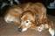 Dogs hanging around