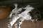 Dogs hanging around