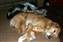 Dogs hanging around