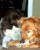 Blizzard and Gopher